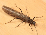 Taeniopteryx burksi