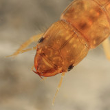 Alderfly - Sialidae - Sialis sp. (larva)