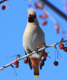 Bohemian Waxwing - Bombycilla garrulus