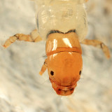 Dipseudopsidae - Phylocentropus carolinus