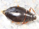 Dineutus discolor