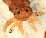 Tipula sp. (subgenus Yamatotipula)