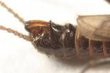 Allocapnia maria
