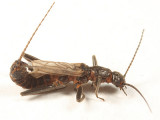 Allocapnia pygmaea