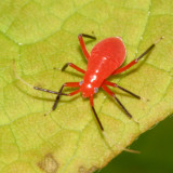 Coccobaphes frontifer (nymph)