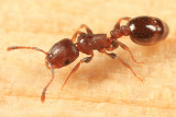 Temnothorax schaumii