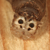 Tipula sp.