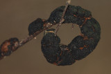 Apiosporina morbosa  (Black Knot of Cherry)