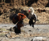 Silver Duckwing & Blue Wheaten Cubalaya Roosters in a Barnyard cock fight