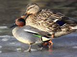 Common Teal - Anas crecca