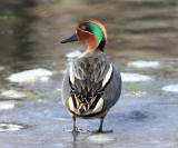 Common Teal - Anas crecca