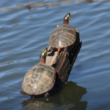 Eastern Painted Turtles - Chrysemys picta picta