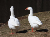 Domestic White Geese - Anser anser domesticus