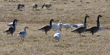 Snow Geese (foreground) Ross Geese - Chen rossii (behind Canada Geese)