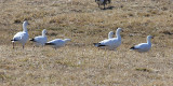 Ross' Geese - Chen rossii