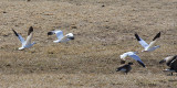 Ross' Geese - Chen rossii