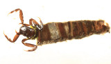 Humpless Casemaker Caddisflies - Brachycentridae