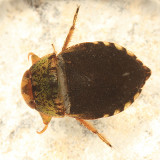Creeping Water Bugs - Naucoridae