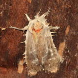 moth parasitized by Akanthomyces sp. fungus