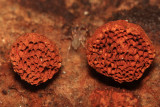 Coltriciella dependens