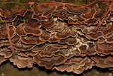 Trametes versicolor (Turkey Tail)