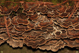  Trametes versicolor (Turkey Tail)