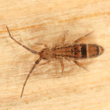 Orchesella celsa