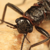Allocapnia pygmaea