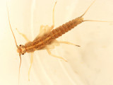 Taeniopteryx burksi