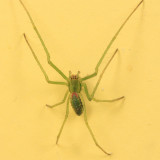 Tetragnatha viridis