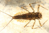 Epeorus pleuralis