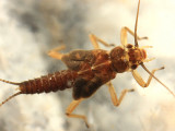 Podmosta macdunnoughi