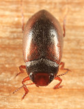 Hydroporus tristis