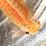 Fairy Shrimp