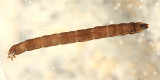 Tipula sp.