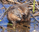 Muscrat - Ondatra zibethicus