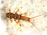 Agnetina capitata