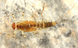 Baetis tricaudatus