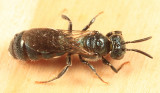 Ceratina Subgenus Zadontomerus