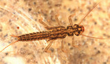 Isoperla transmarina