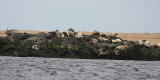 Harbor Seals - Phoca vitulina