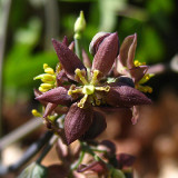 Blue Cohosh - Caulophyllum thalictroides