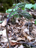 Blue Cohosh - Caulophyllum thalictroides