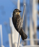 Red-winged Blackbird - Agelaius phoeniceus (female)