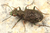 Elaphrus ruscarius