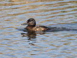 oil soaked Ruddy Duck