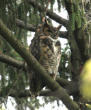 Great Horned Owl - Bubo virginianus