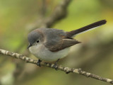 Blue-gray Gnatcatcher - Polioptila caerulea (female)