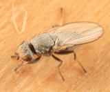 Flies - Tethinidae