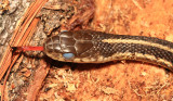 Garter Snake - Thamnophis sirtalis (about to shed)